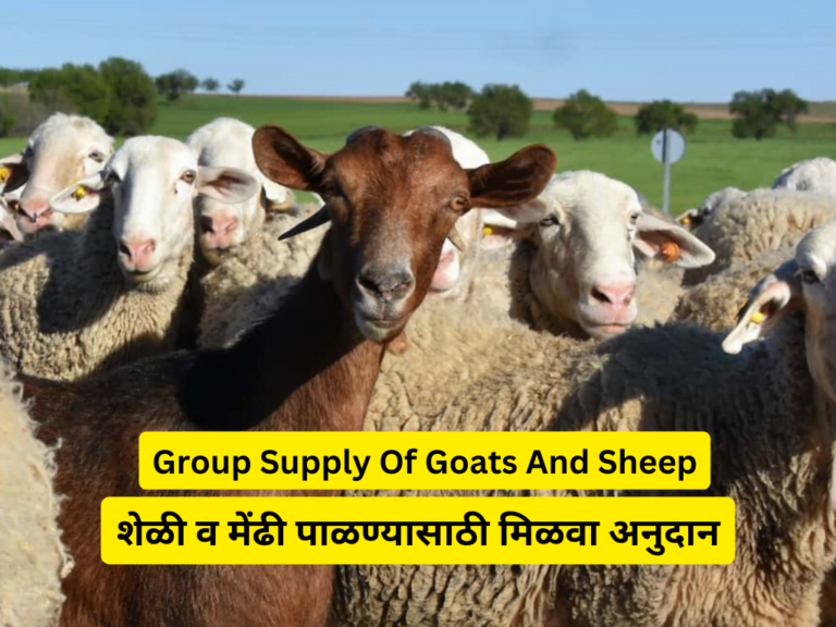 Group Supply Of Goats And Sheep